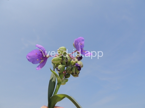 spiderwort, common